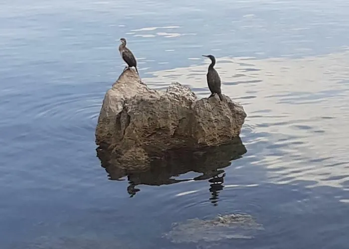 アパート Suzy-apartments Suzana ロヴラン